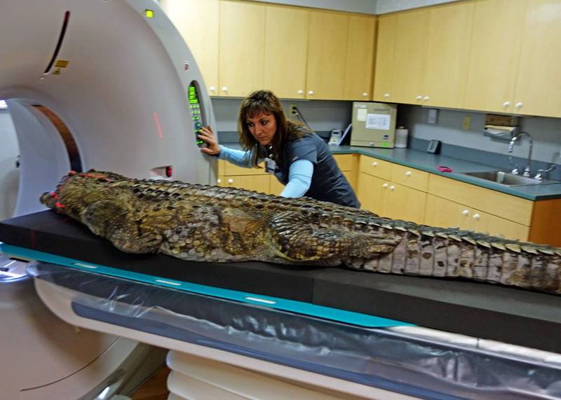 Illustration for article titled See The Most Detailed Images Ever Taken Of A Crocodile's Insides